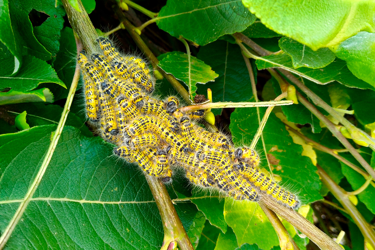 Lots of Buff-tip Caterpillars on a small area of branch