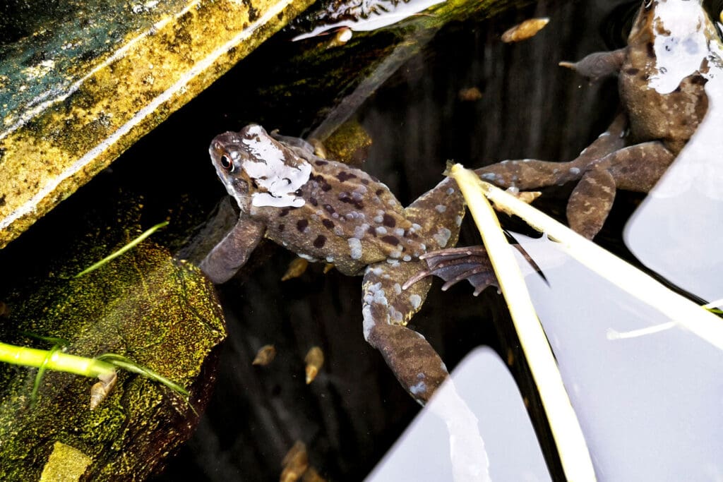 A Common Frog just under the water, with several white blisters all over its body