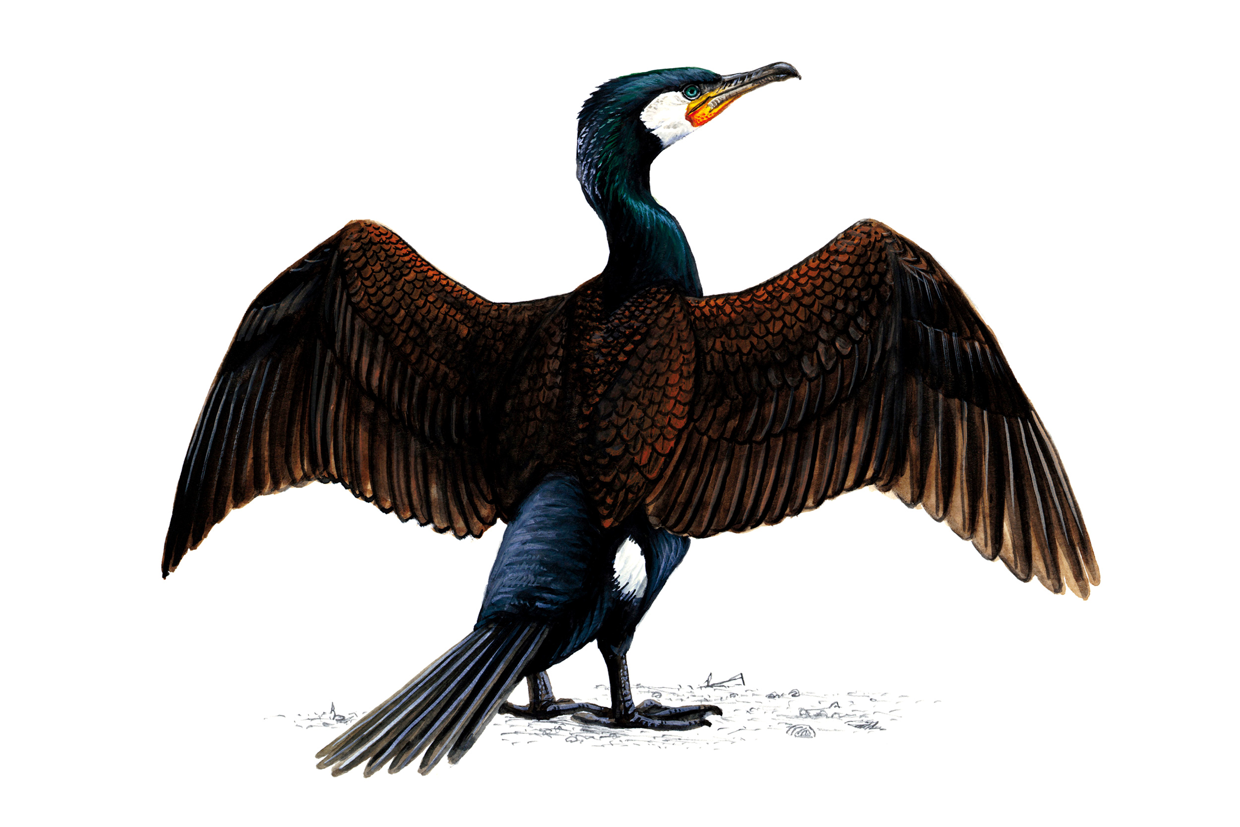 An illustration of a Cormorant with its wings spread