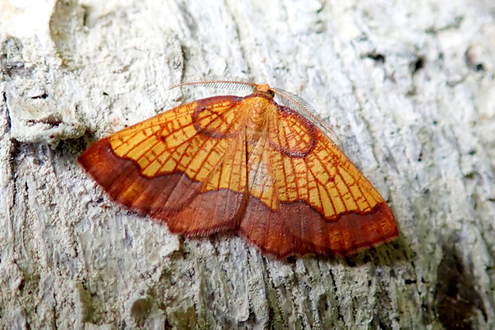 Dark Bordered Beauty on a tree