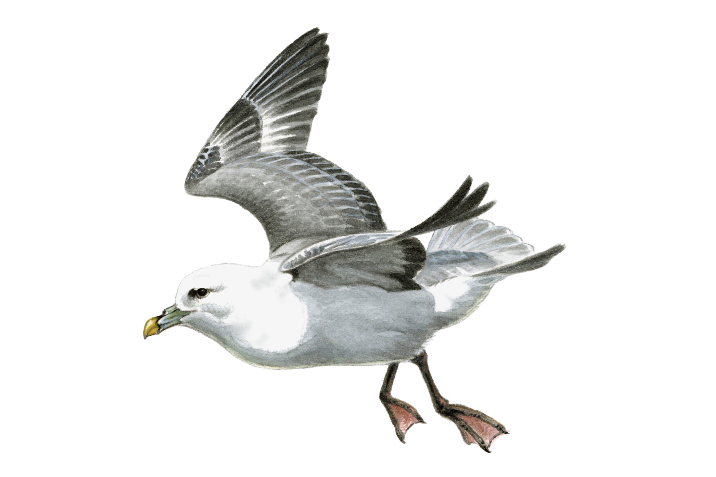 An illustration of a Fulmar in flight