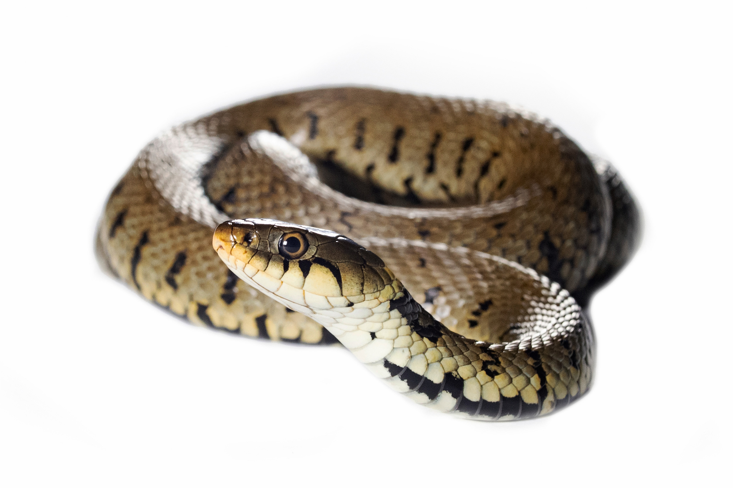 A Grass Snake against a white background