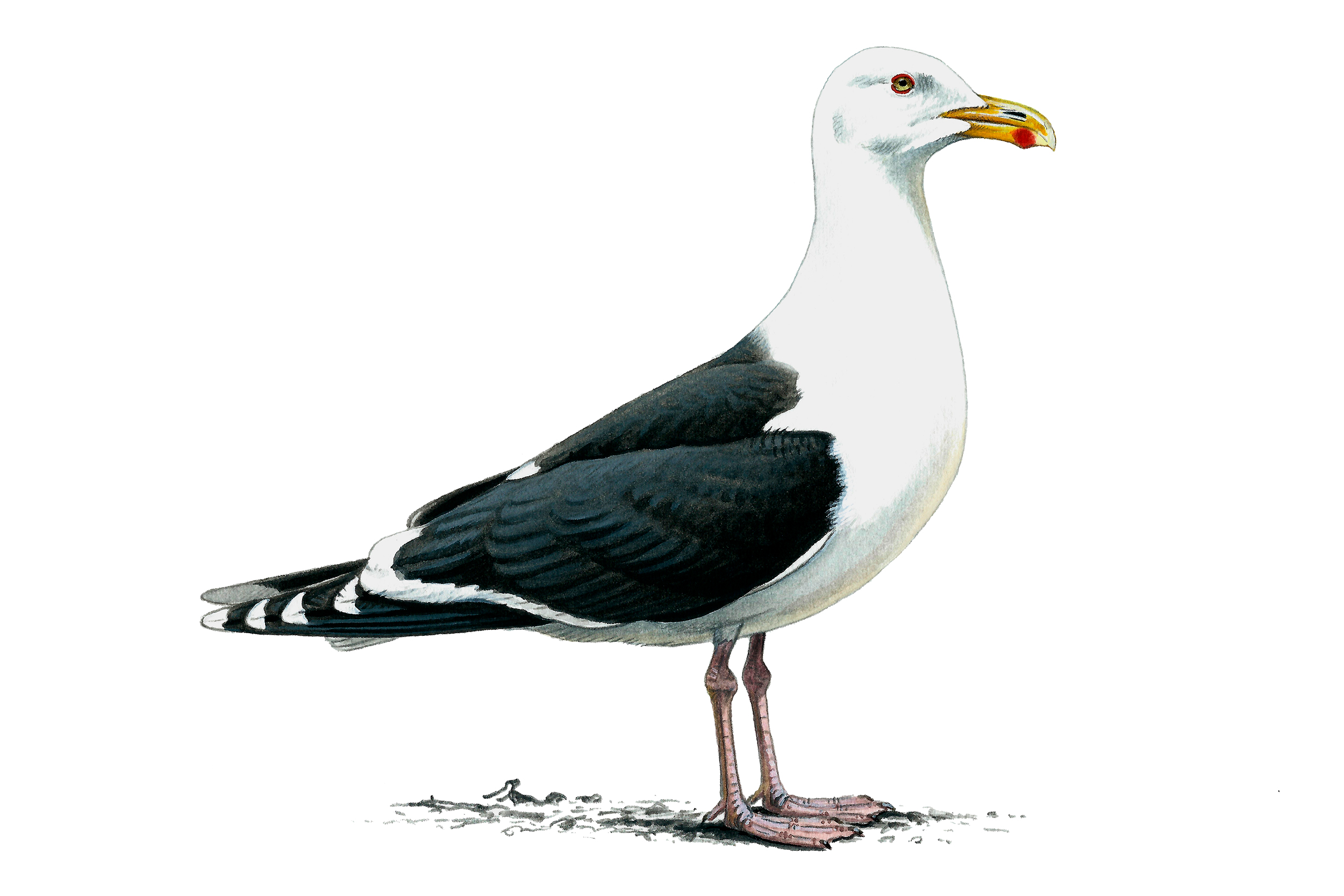 An illustration of a Great Black-backed Gull stood on land