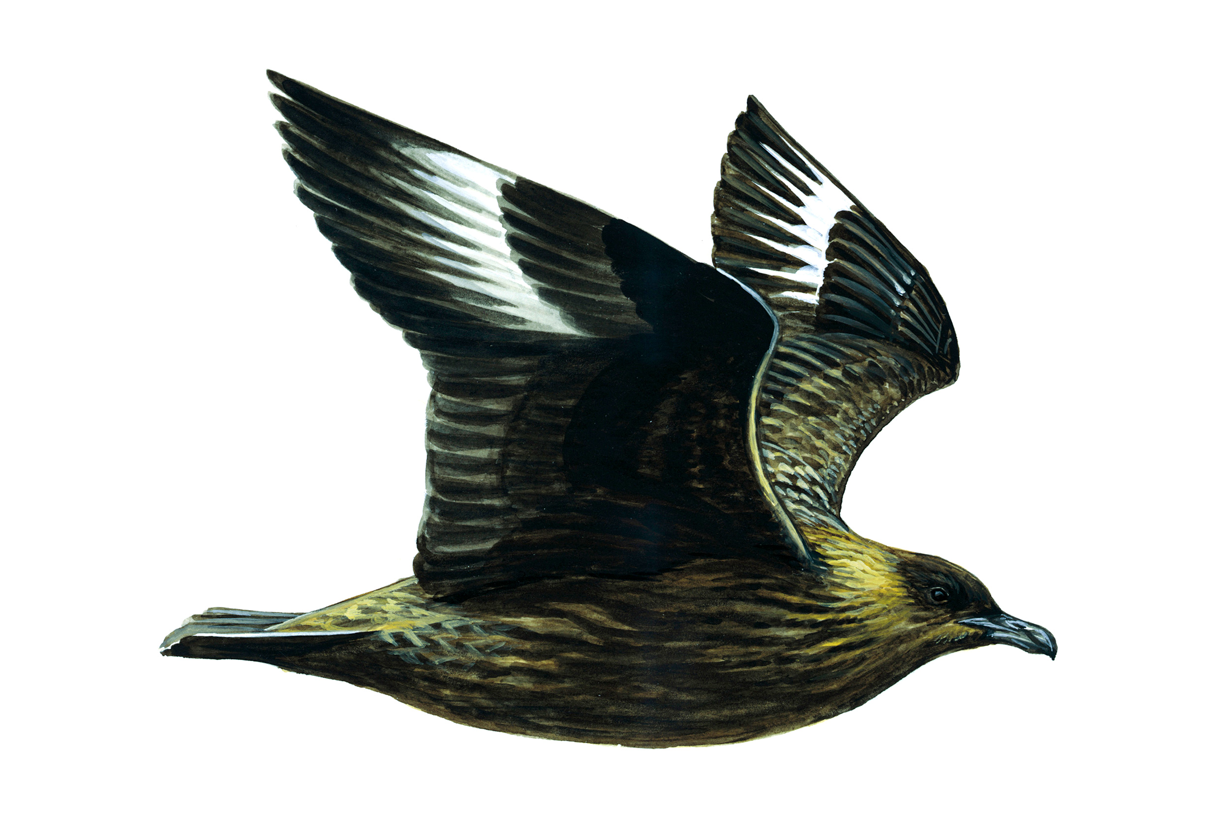 An illustration of a Great Skua in flight