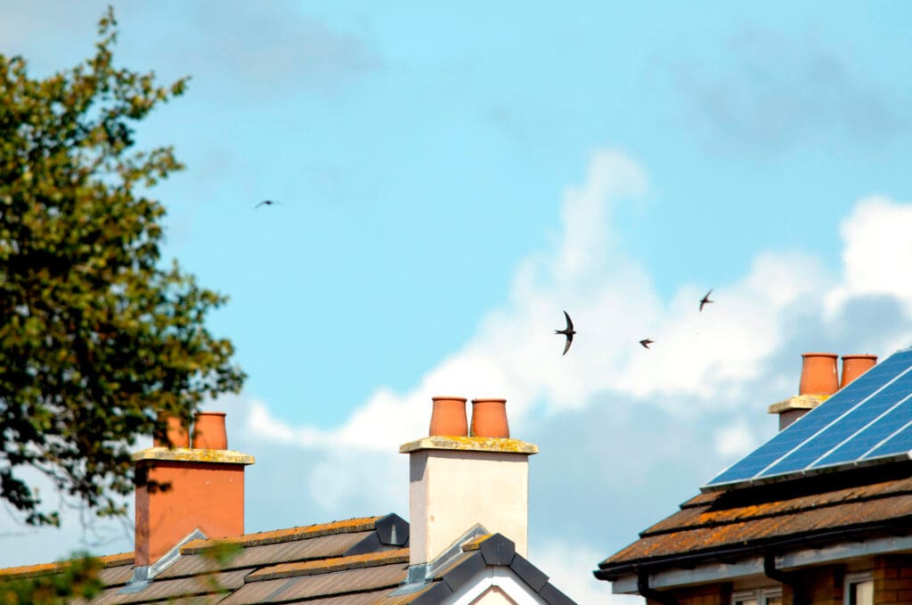 Four Swifts fly through the sky above rooftops