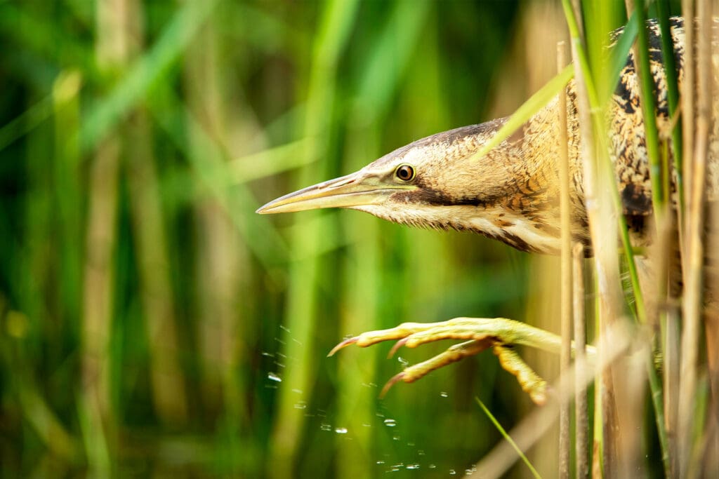 A Bittern sticking its head and foot out of reeds