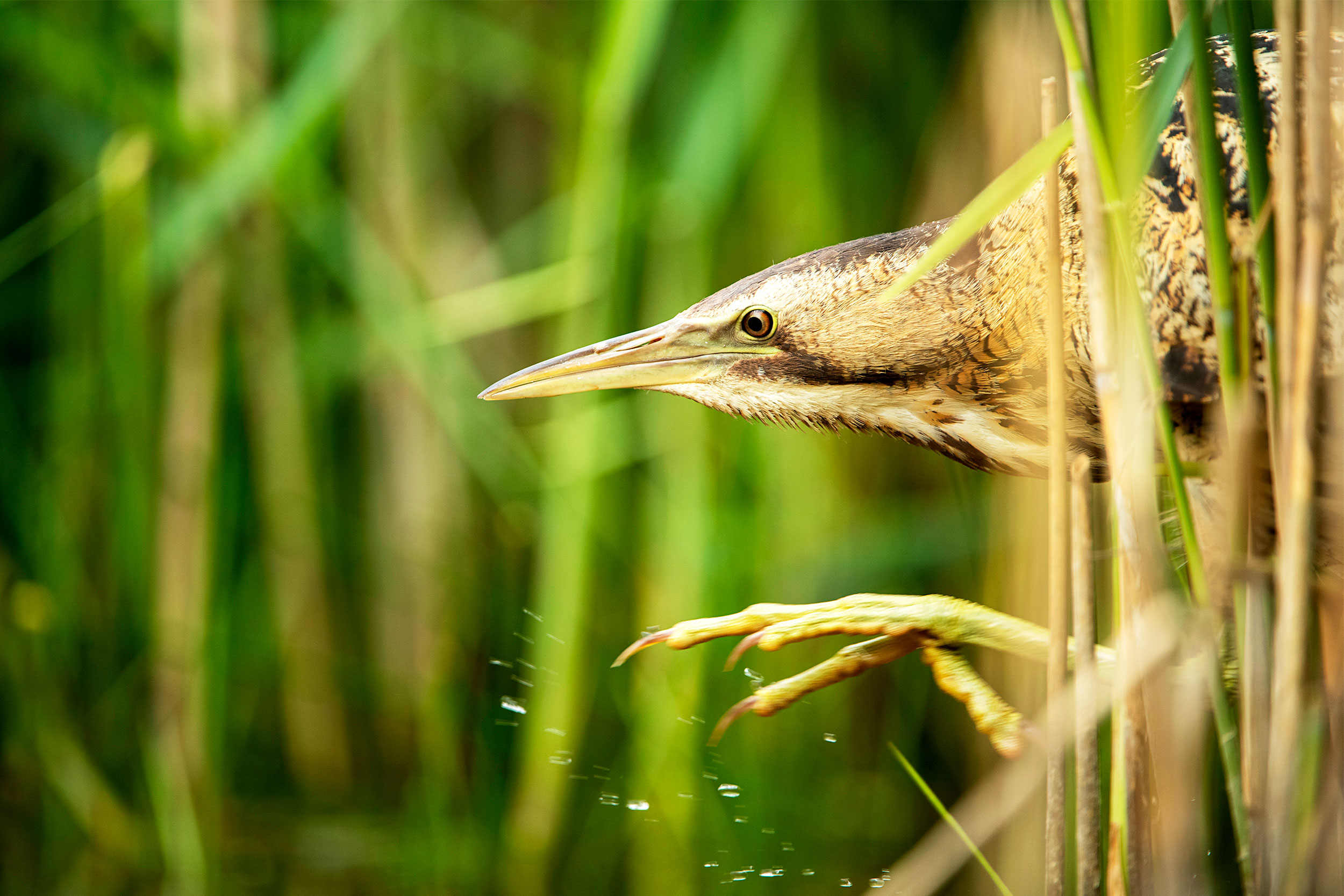 A Bittern sticking its head and foot out of reeds