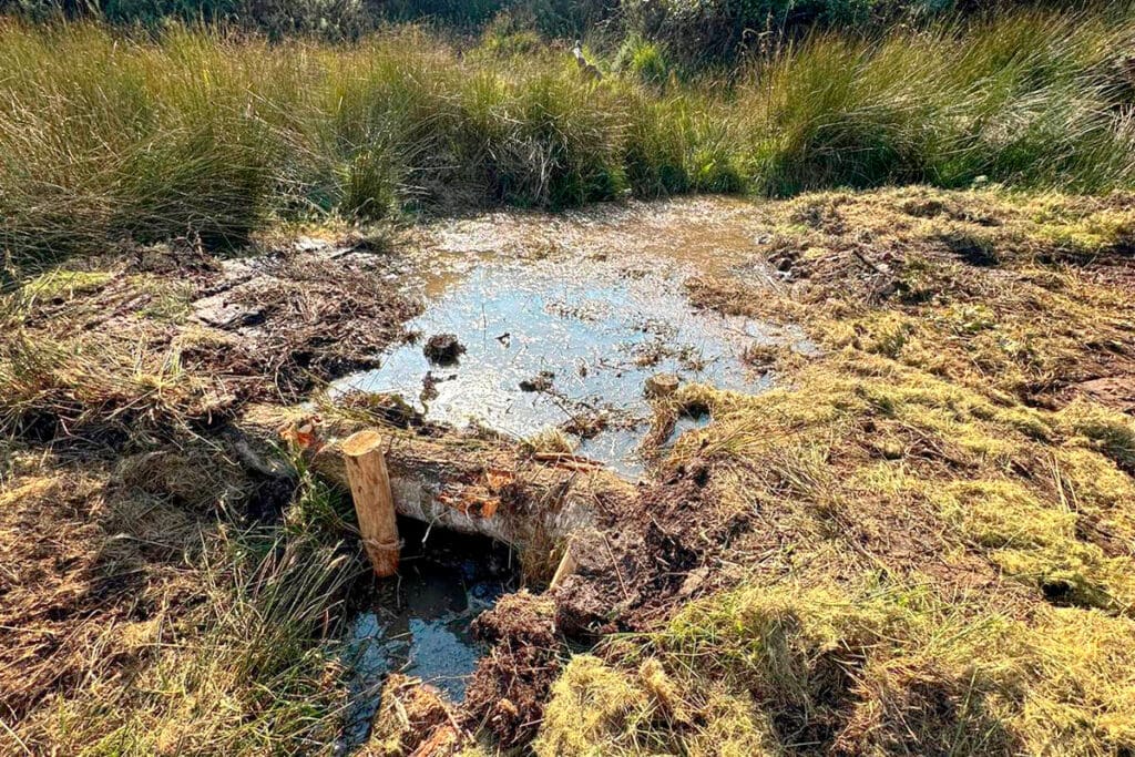A length of wood is stopping water flowing away through peatland