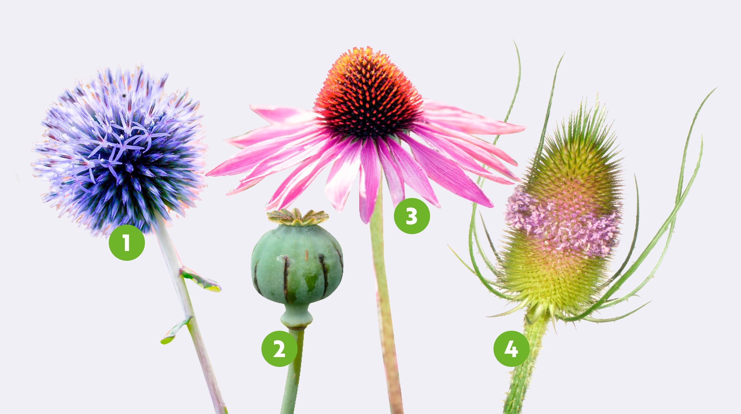 Cutout photos of Globe Thistle, Opium Poppy, Echinacea and Teasel side by side