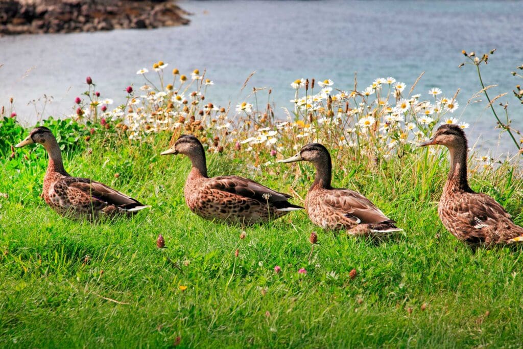 Four Mallards walk in a line through grass. The sea is behind them
