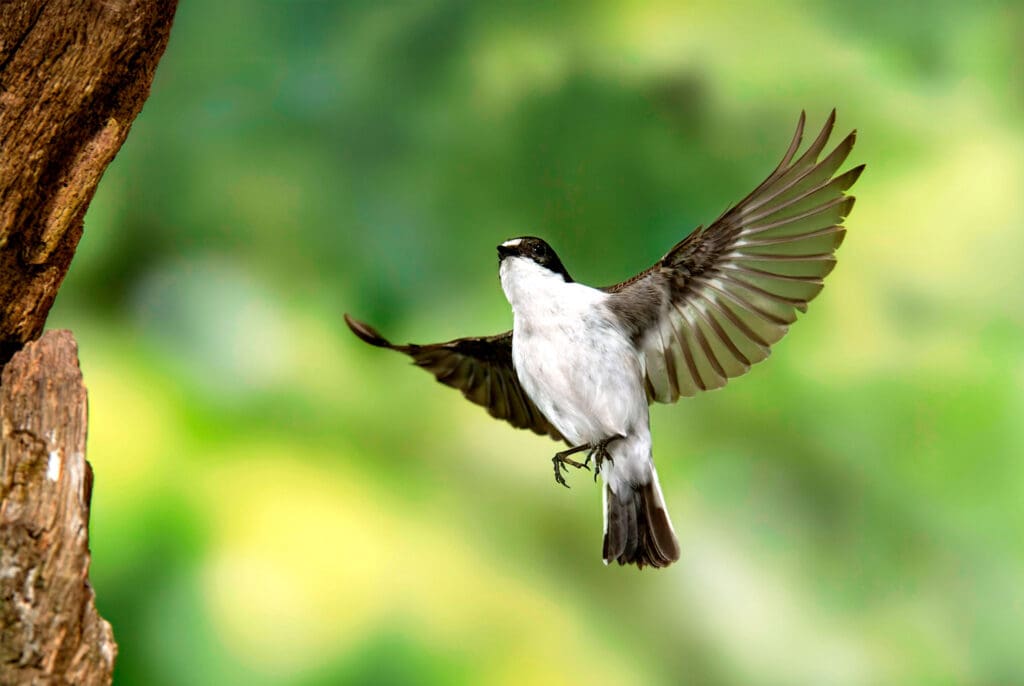 Pied Flycatcher in flight