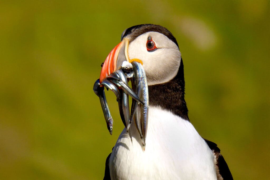 Puffin with sandeels in its mouth