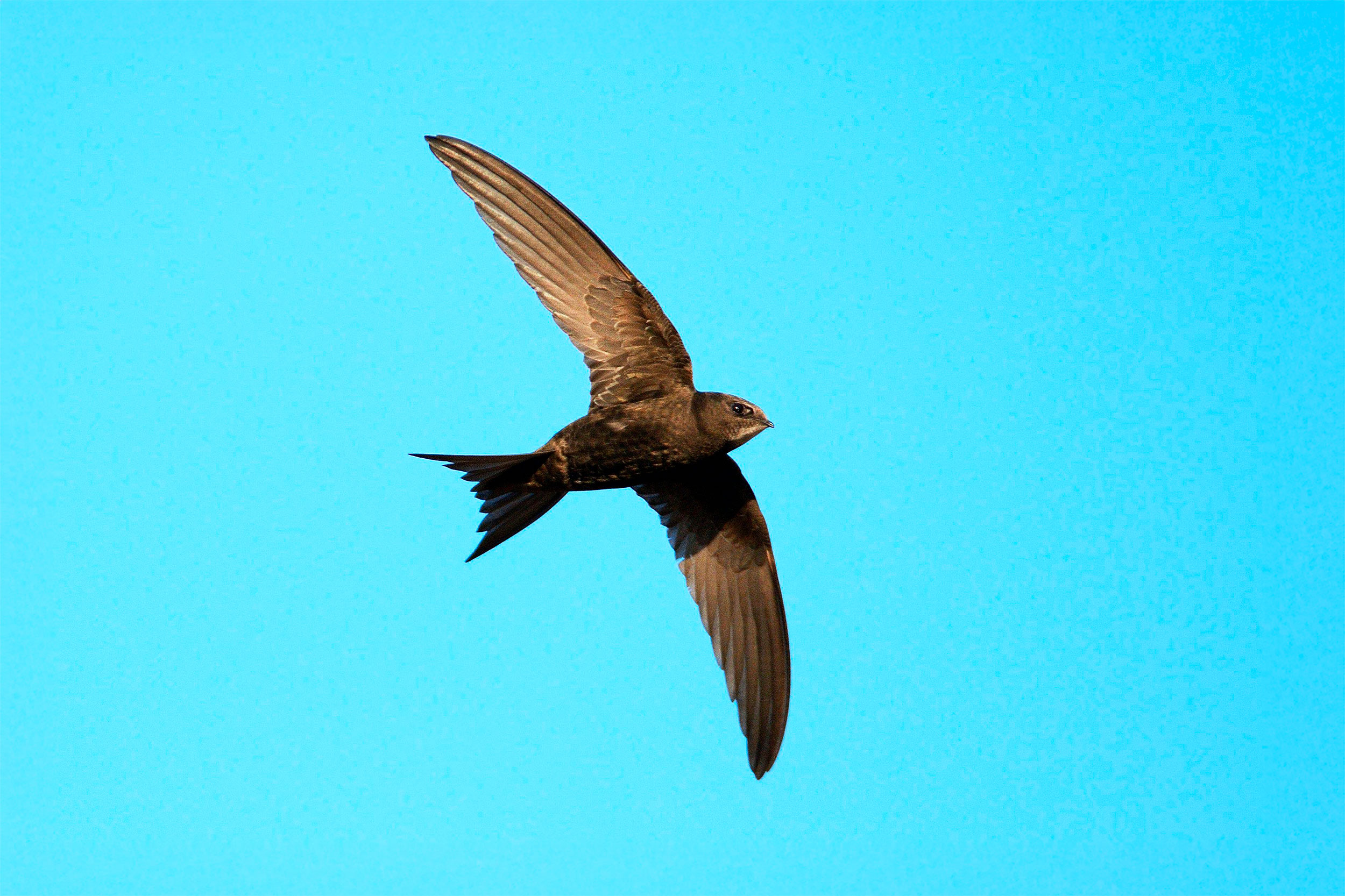 A single Swift in flight against a blue sky background