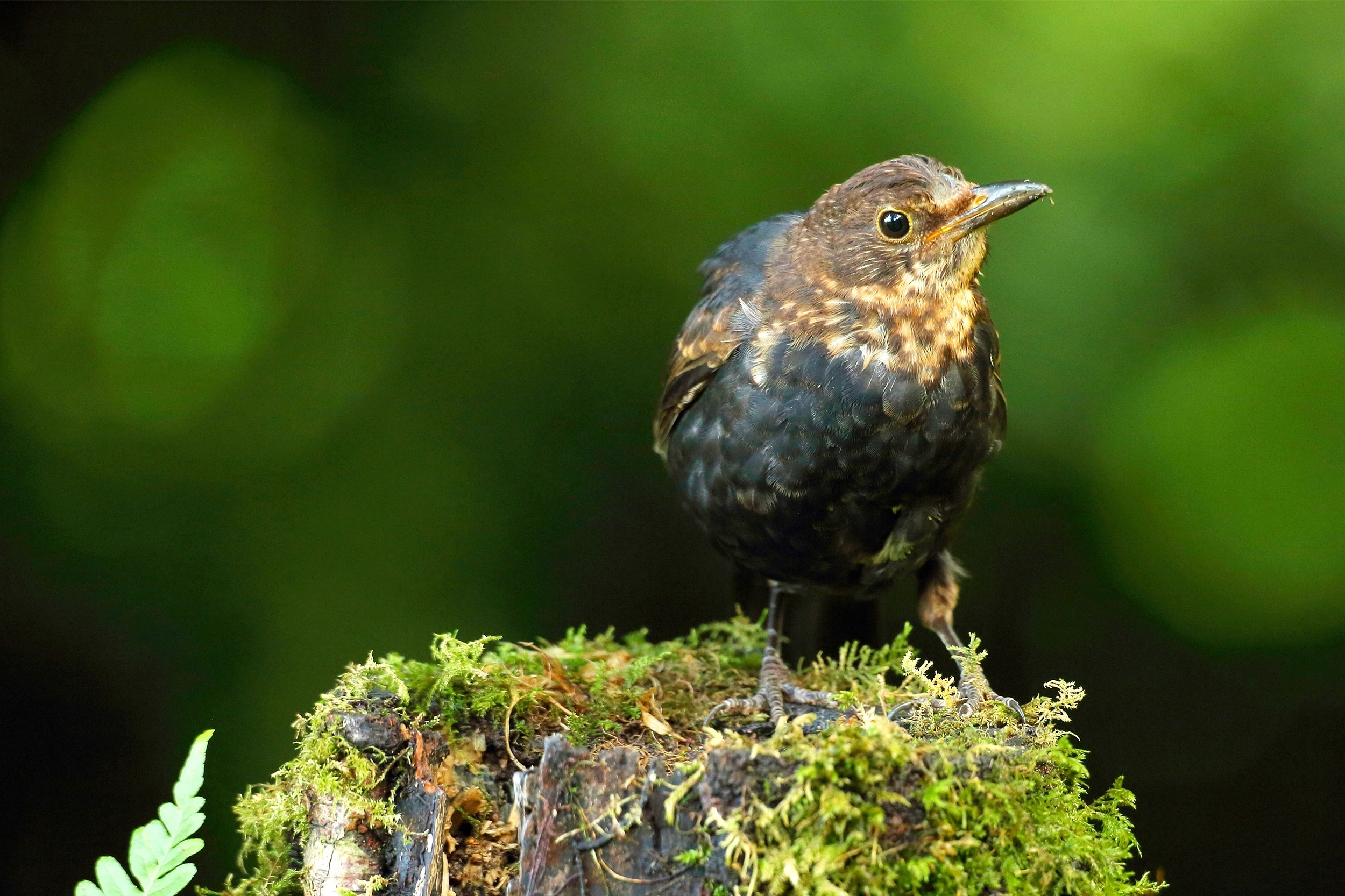 A juvenile Blackbird stands on a mossy tree stump