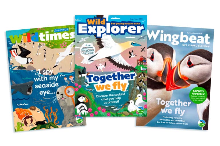 Magazine covers showing WildTimes, Wild Explorer and Wingbeat
