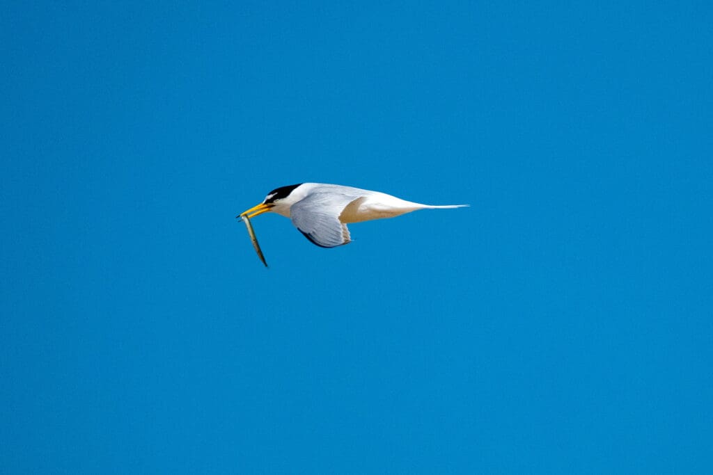 A Little Tern carrying a sandeel