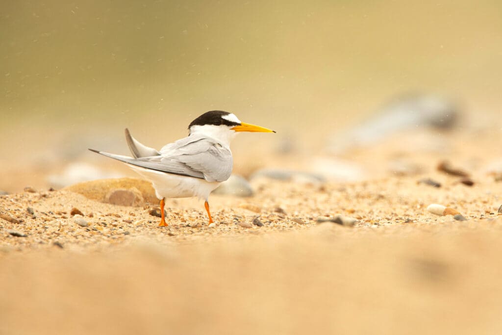 Little Tern on beach
