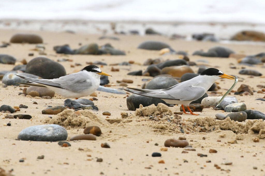 Two Little Terns with a sandeel