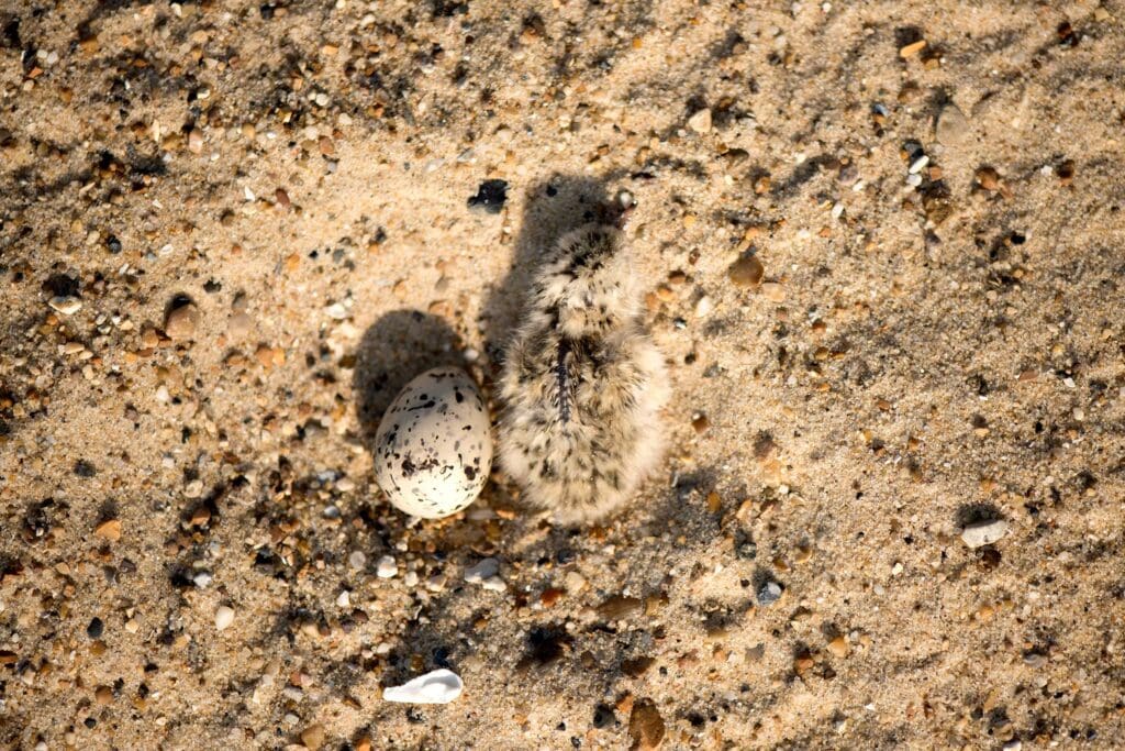Little Tern chick and egg