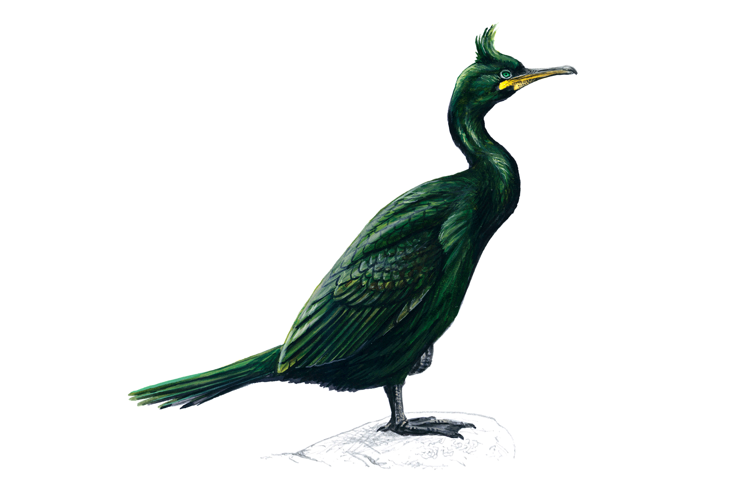 An illustration of a Shag stood on a rock