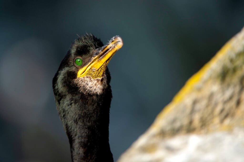 A Shag's head peers over the top of a rock