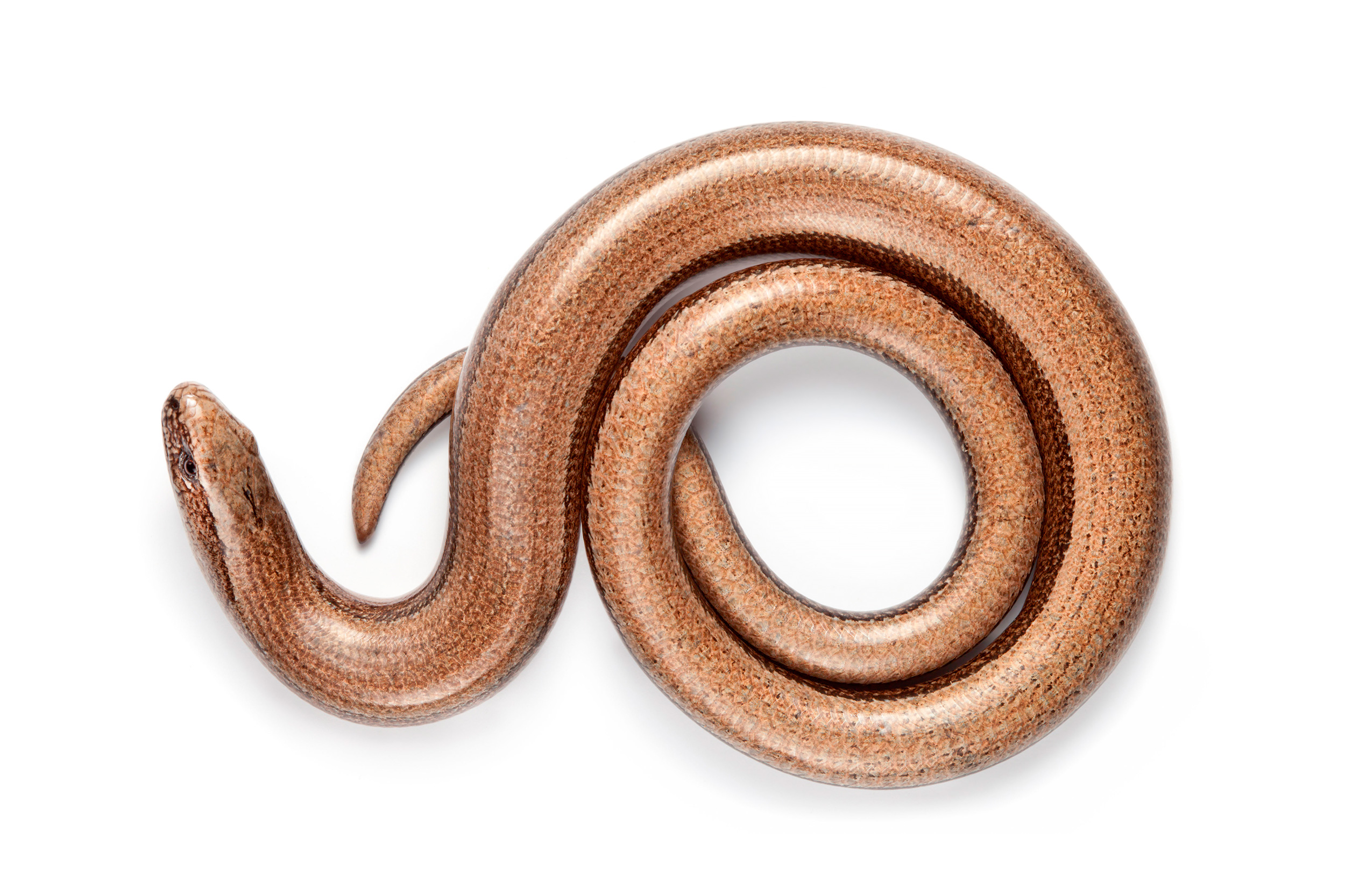 A curled up Slow-worm against a white background