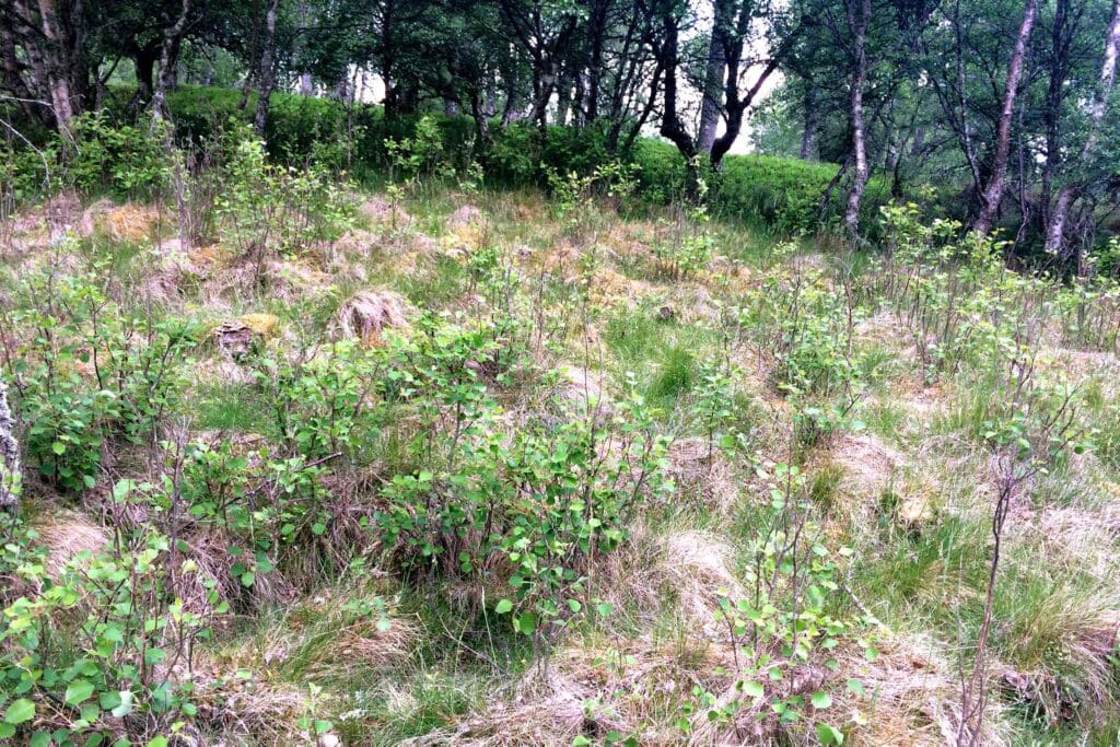 Aspen with suckers or saplings growing out of its roots