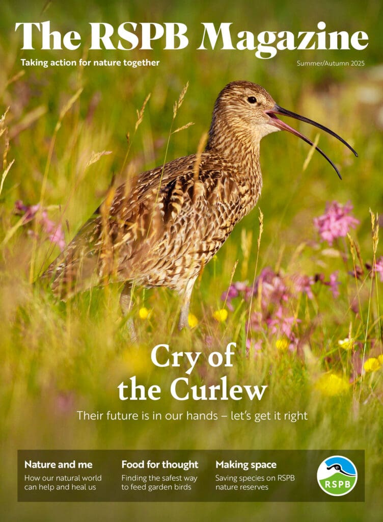 The RSPB Magazine Summer/Autumn 2025 with Curlew on the cover