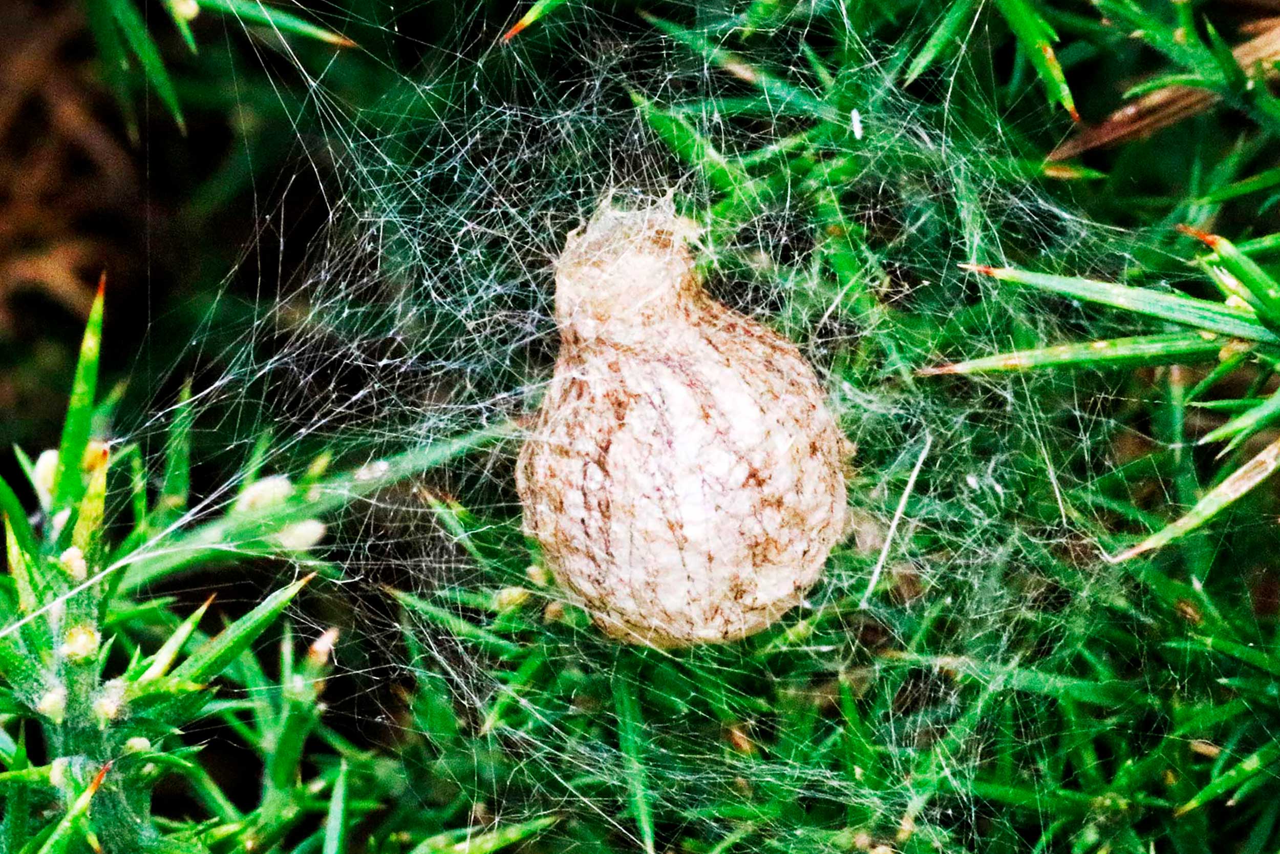 Wasp spider egg sac