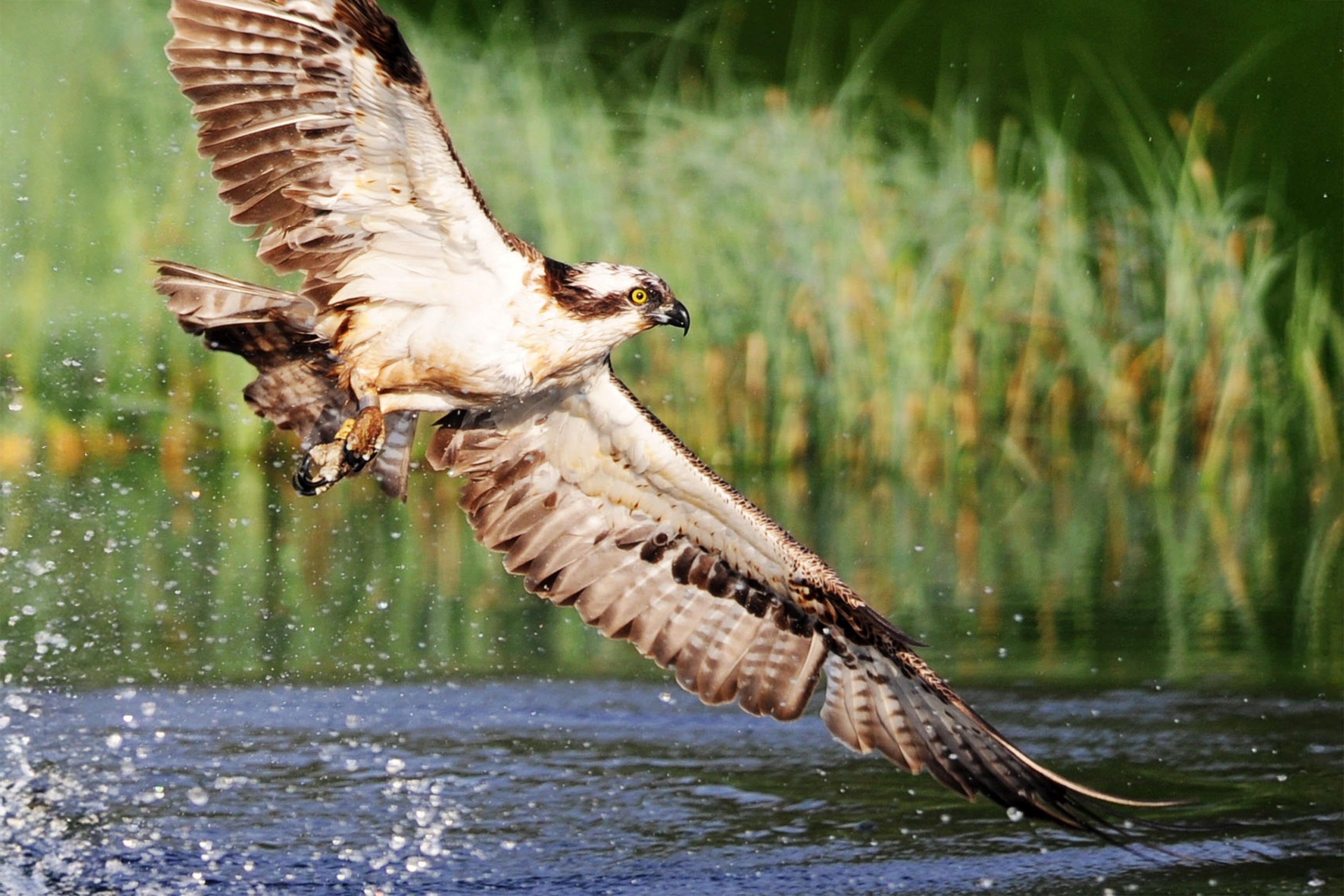 An Osprey tilting towards a body of water, it's left wing tip just above the surface