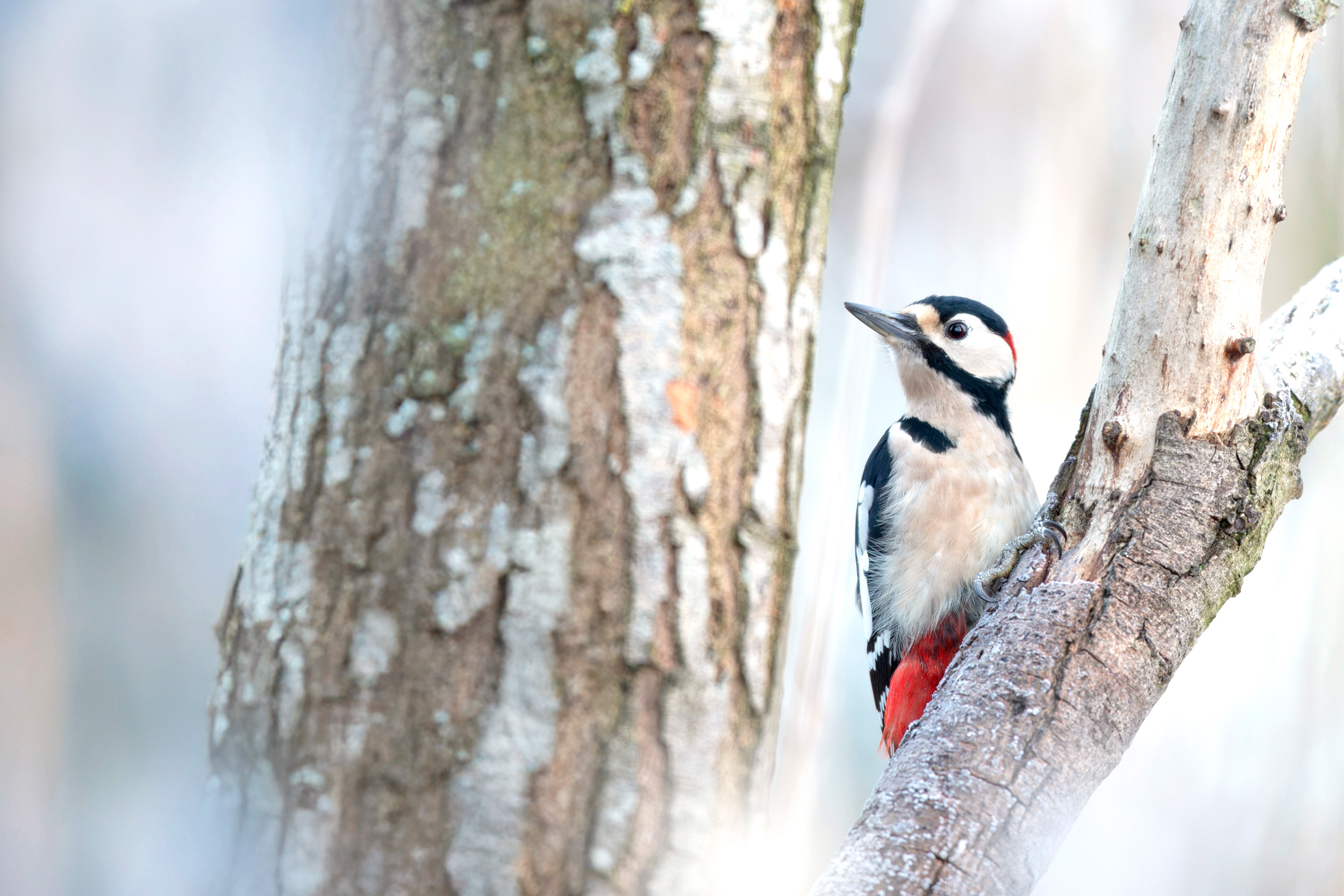 Great Spotted Woodpecker perched in between tree branches