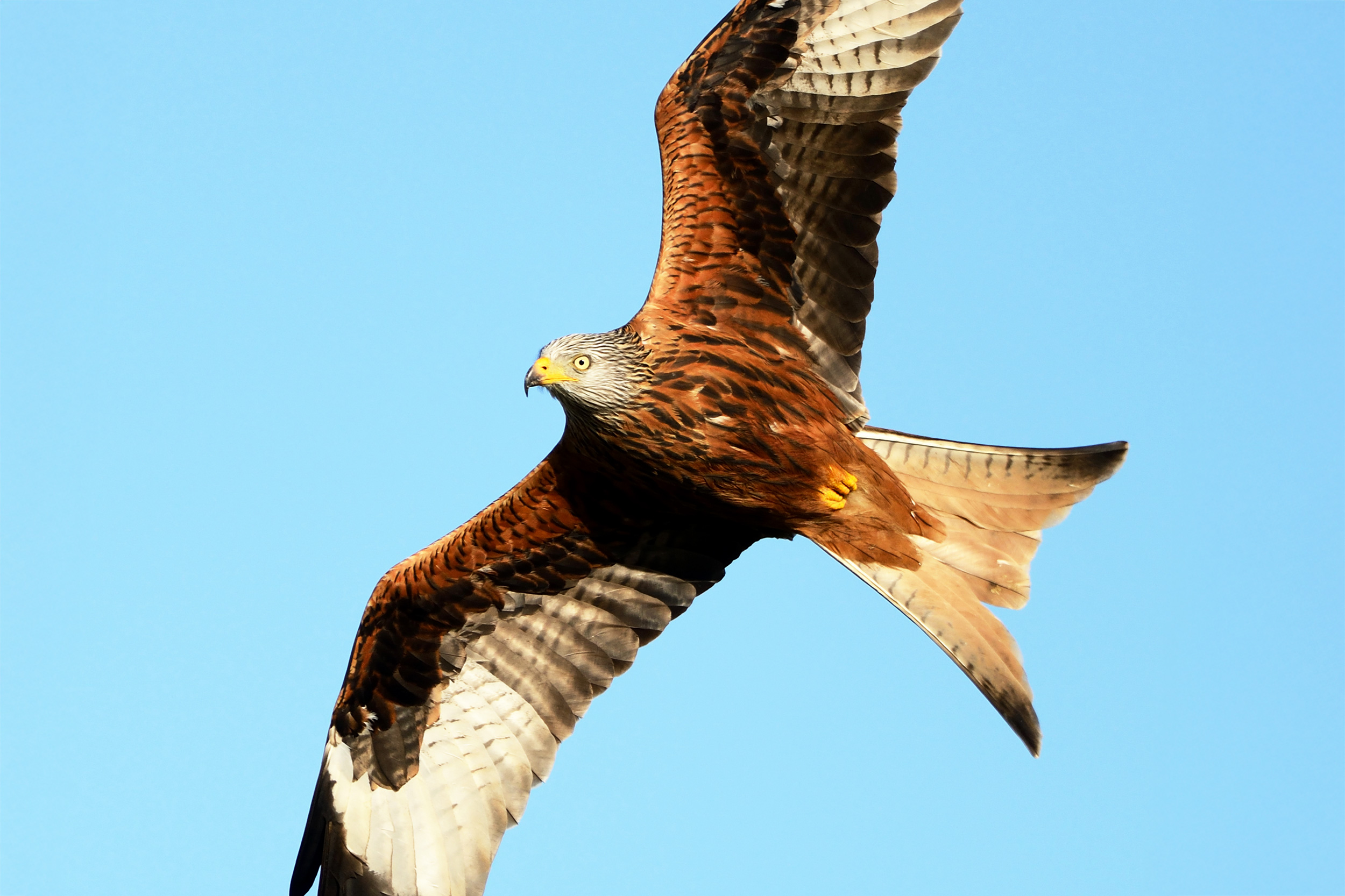 A Red Kite viewed from underneath, its different-coloured feathers clearly visible