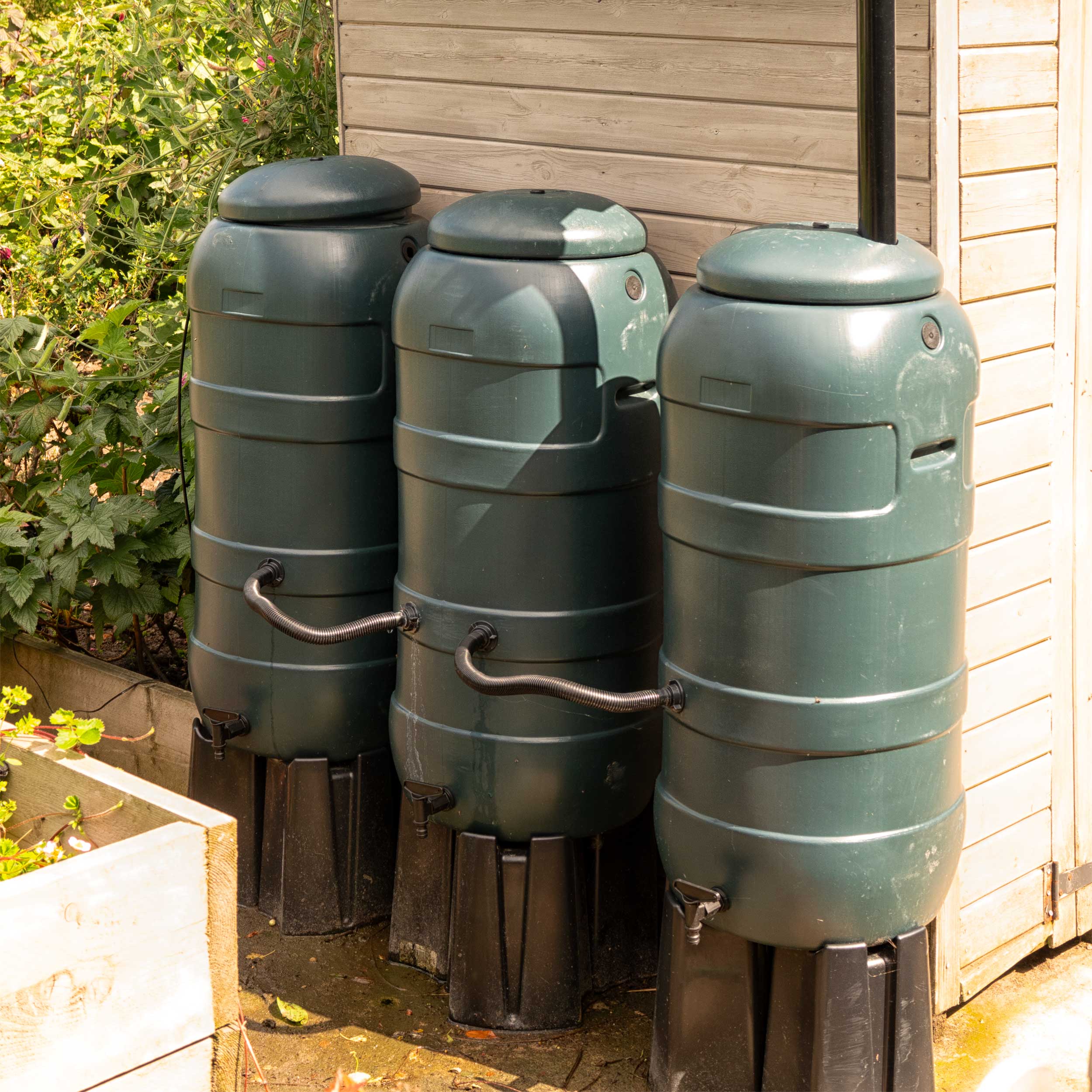 Three water butts, connected to each other by pipes, in a garden