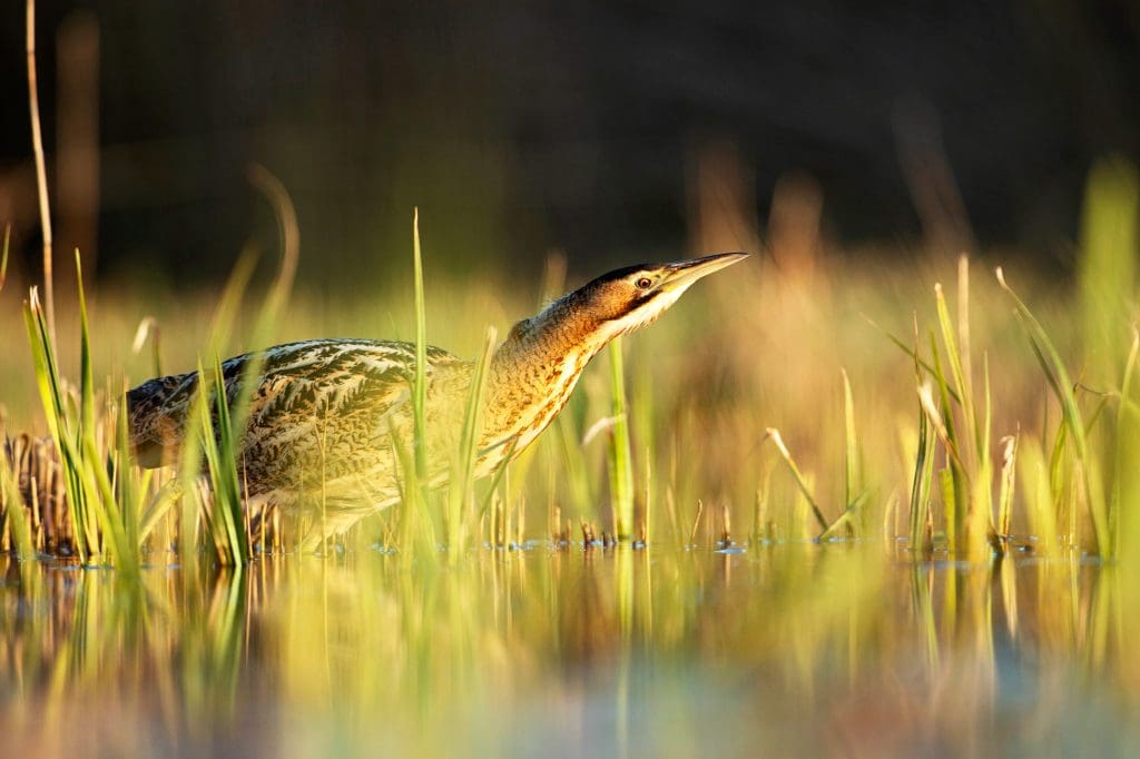 A Bittern wades in water
