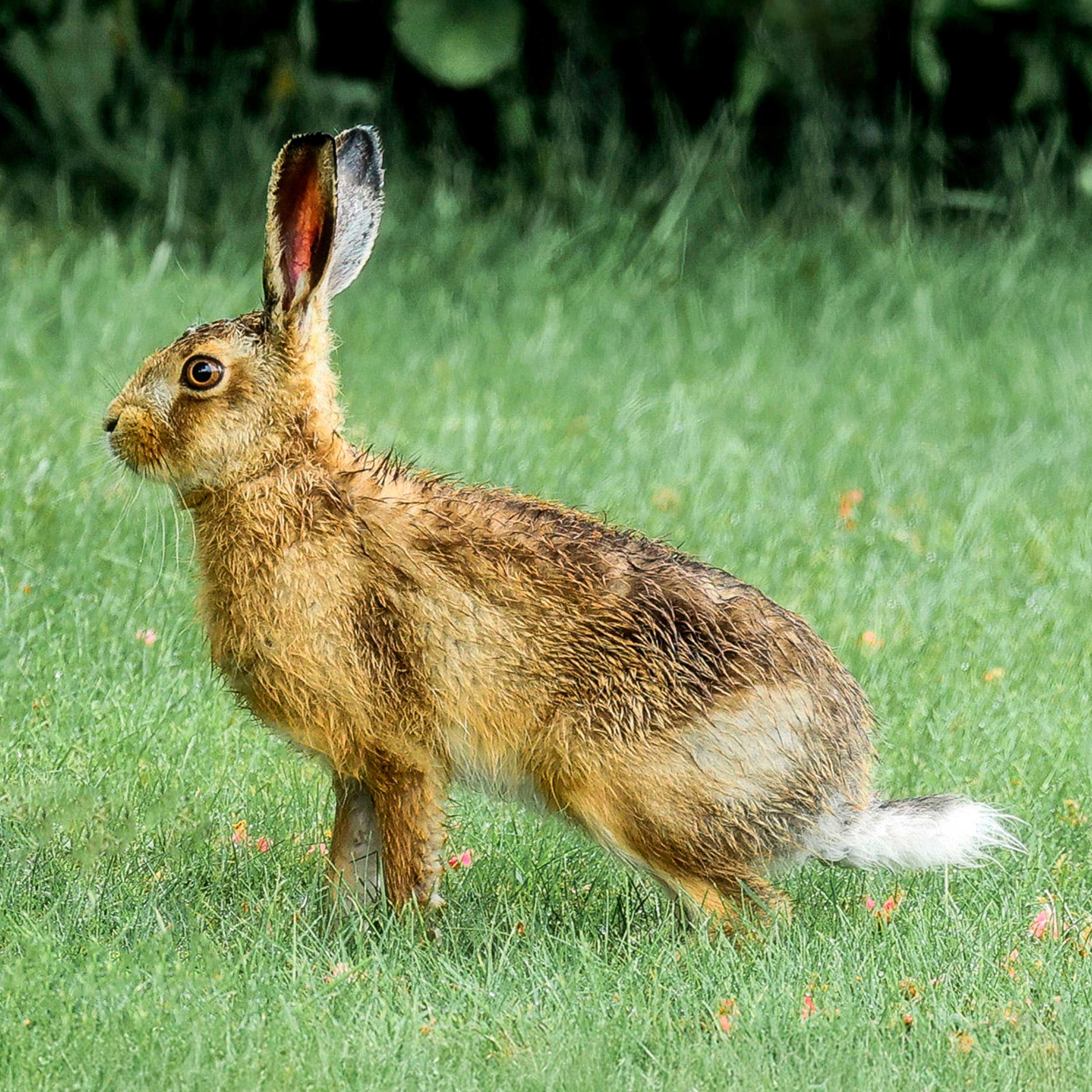 A side-view of a Hare, still and on all fours