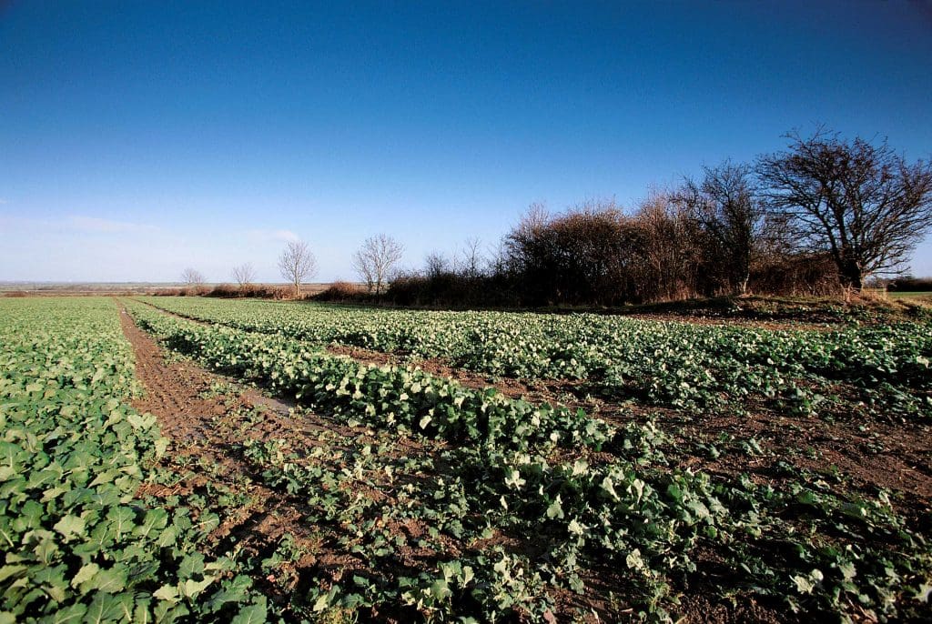 Rows of green Rape in a field