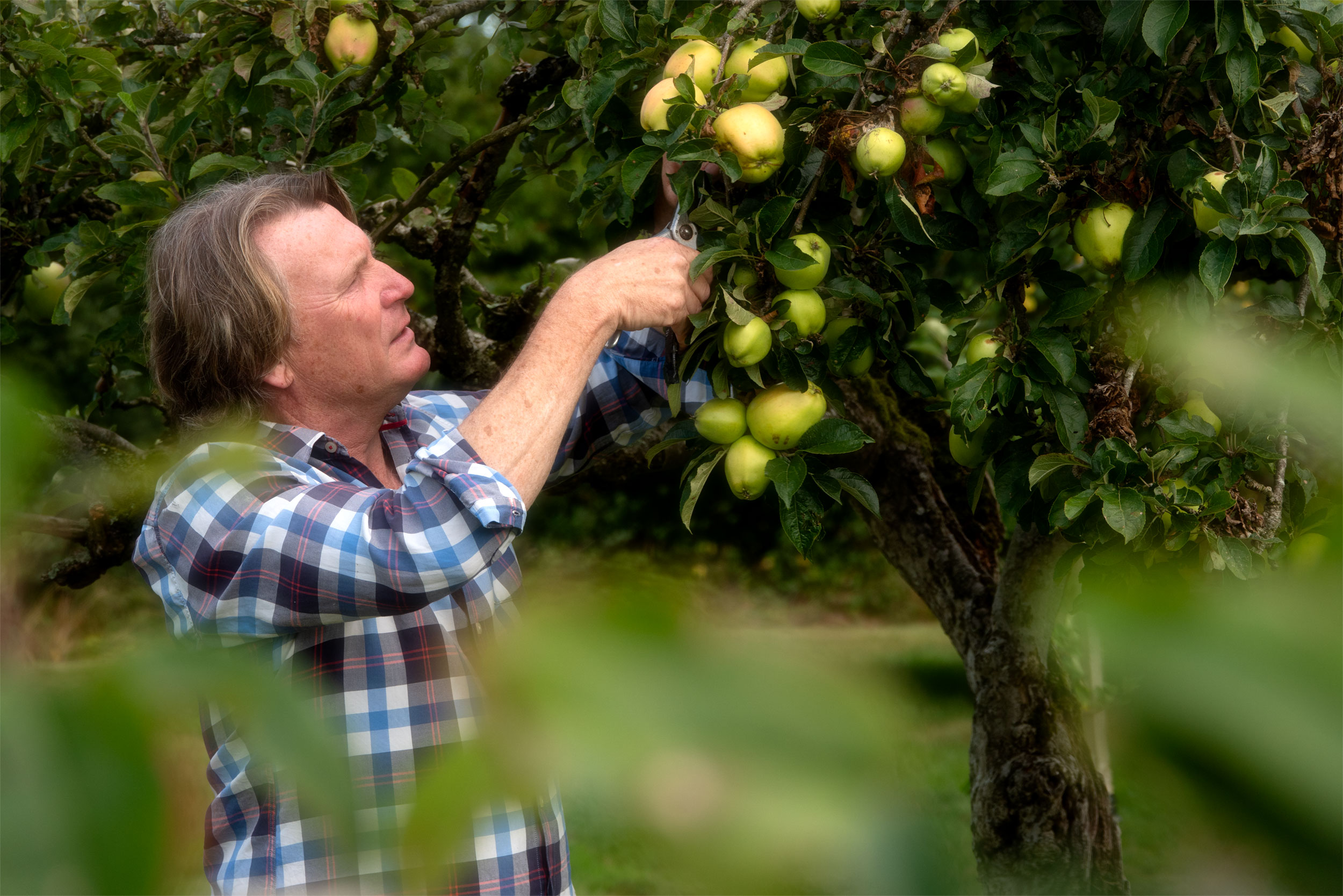 An man prunes an apple tree in an orchard