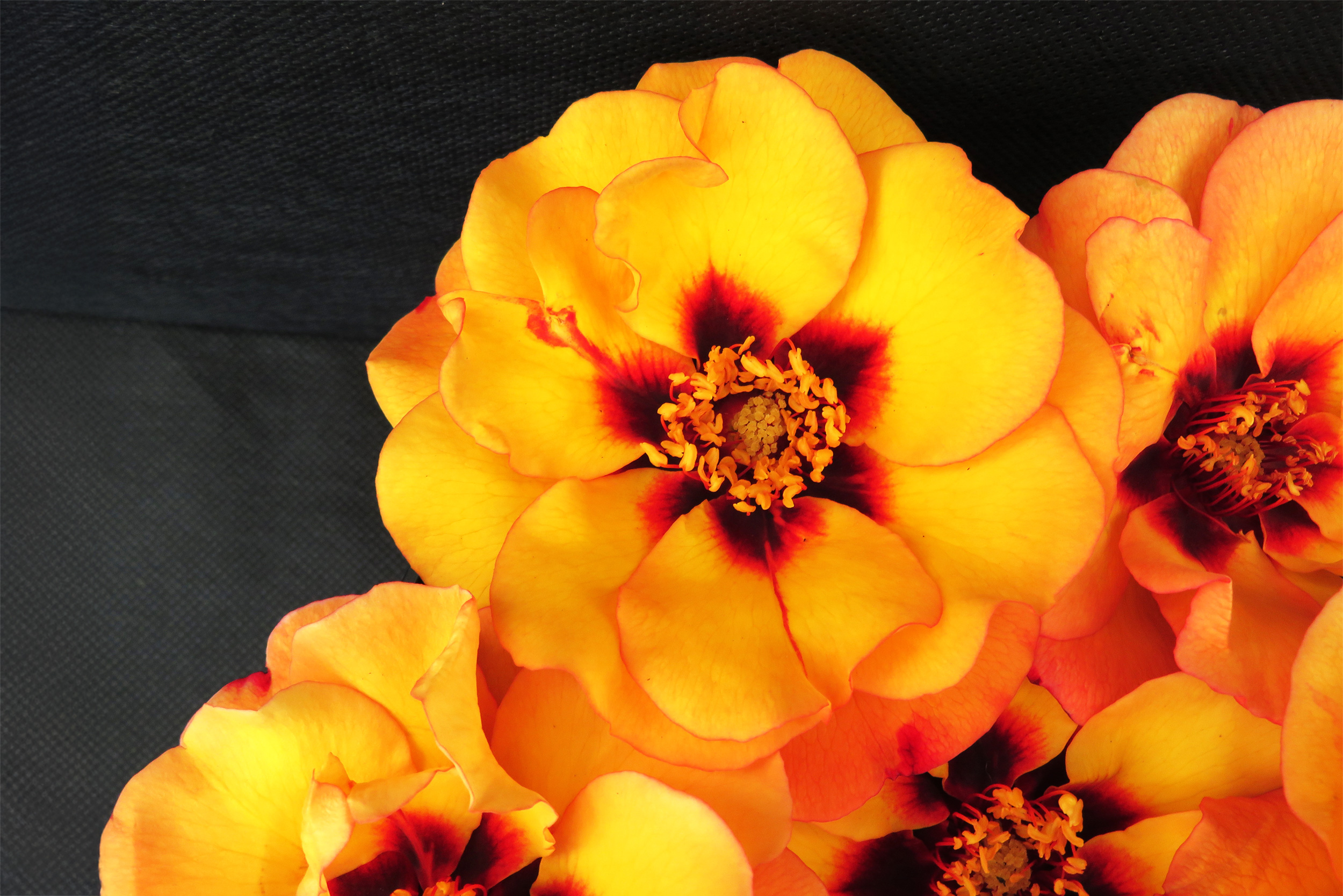 Close-up of open roses