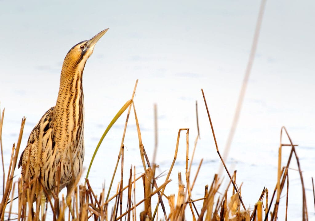 A Bittern standing amongst the reeds