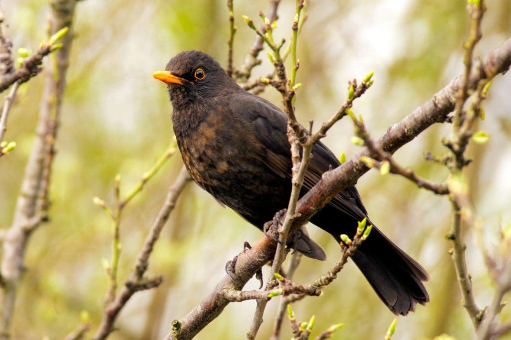 Blackbird