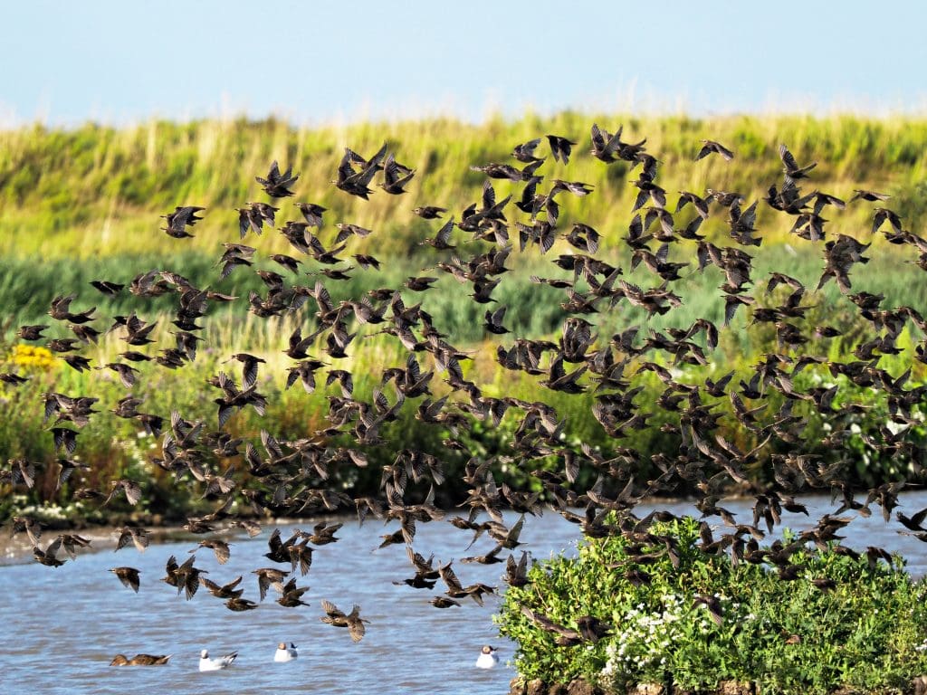 Starling flock at RSPB Titchwell Marsh
