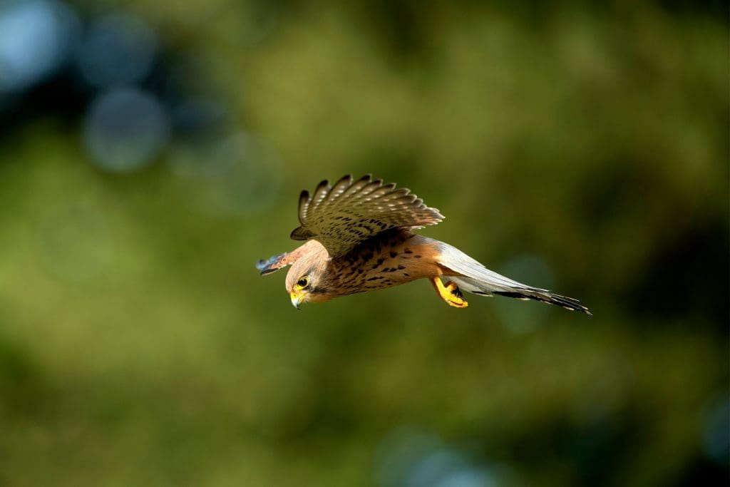 Kestrel hovering looking for prey below