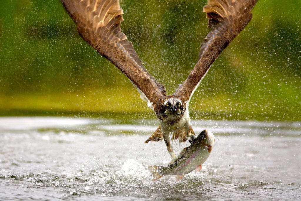 An Osprey takes off from the water holding a fish in its talons