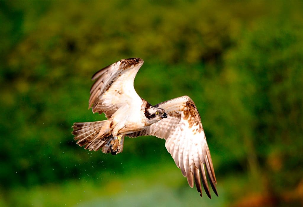 Osprey