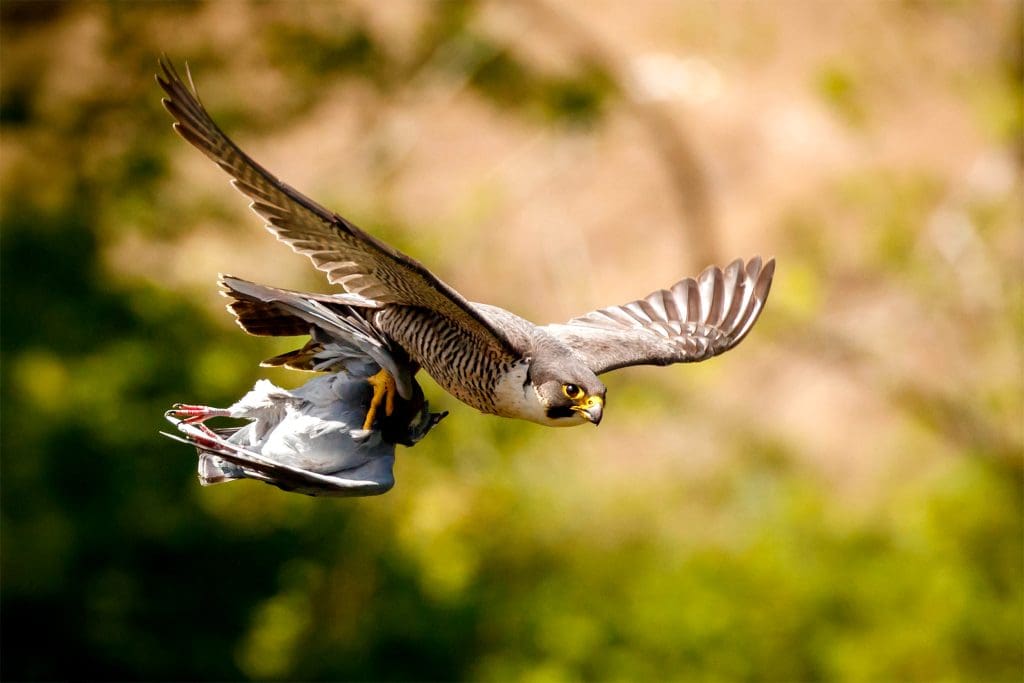 A Peregrine in flight with a pigeon in its talons