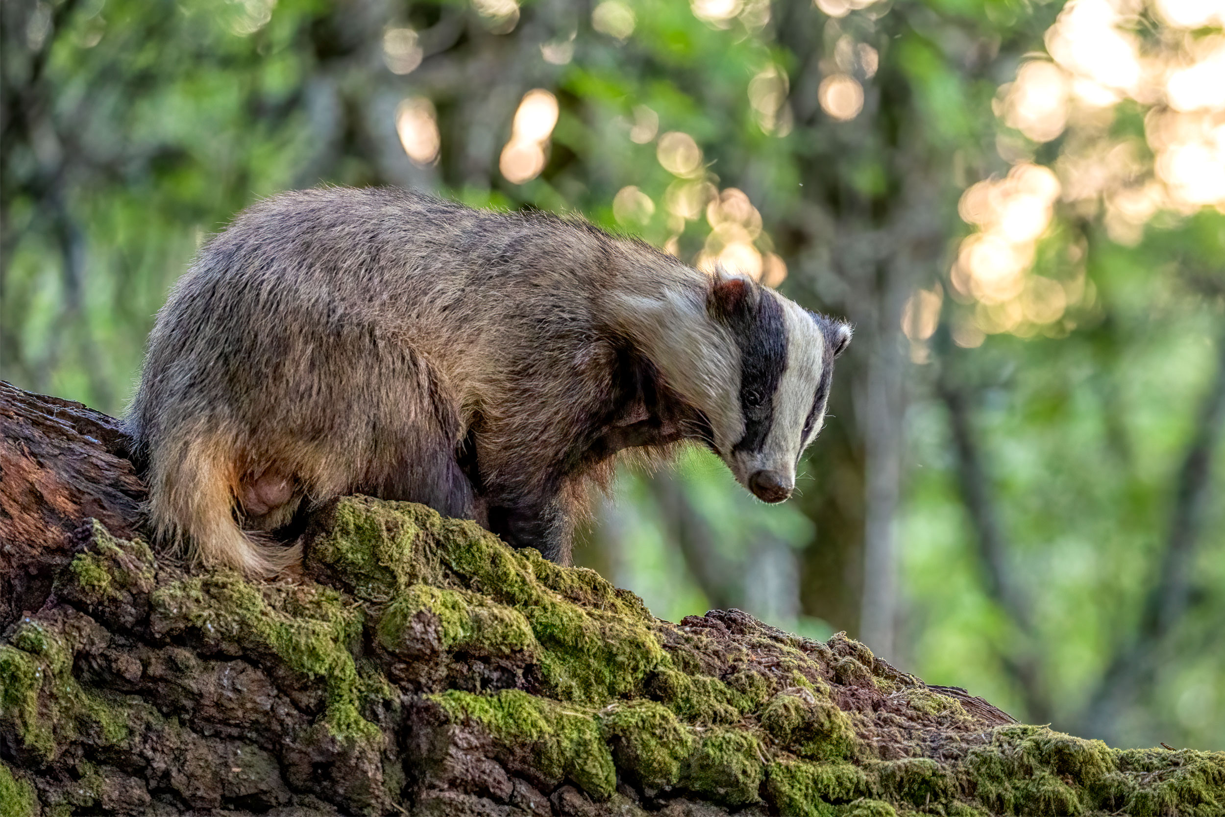 Badger-banquet_2235986-2235986-Phil-James–(rspb-images.com-HR A Badger stood on a log looking at the camera