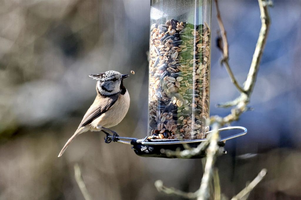 A Crested Tit feeding from a bird feeder filled with seed
