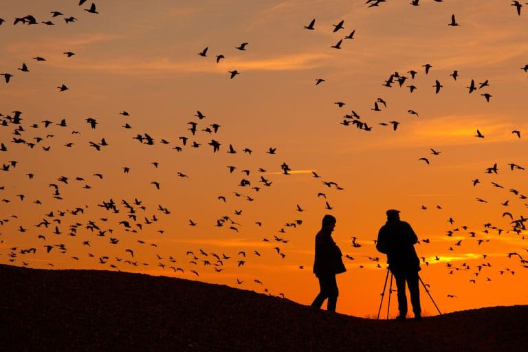 People watching Pink-footed Geese at dawn on the Norfolk coast.