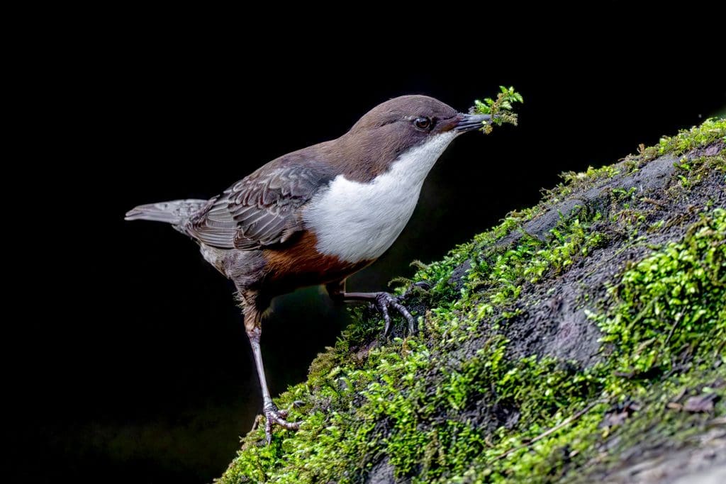 A Dipper stood on a rock with moss in its mouth