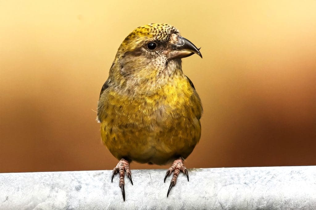 A female Crossbill perches on a pole against an orange background